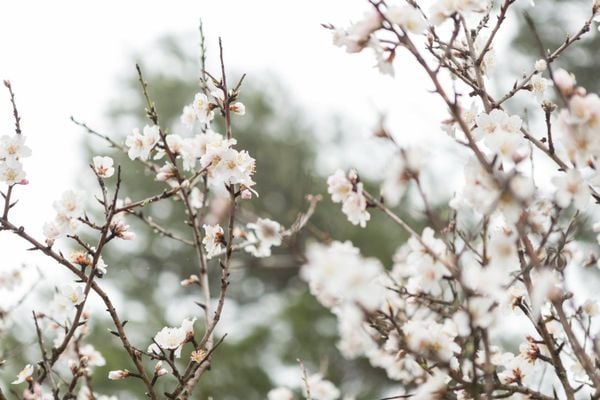 Bạch Mai được nhiều người ưa chuộng và lựa chọn trang trí vì sở hữu vẻ đẹp thanh khiết và tinh khôi phù hợp với phong cách hiện đại