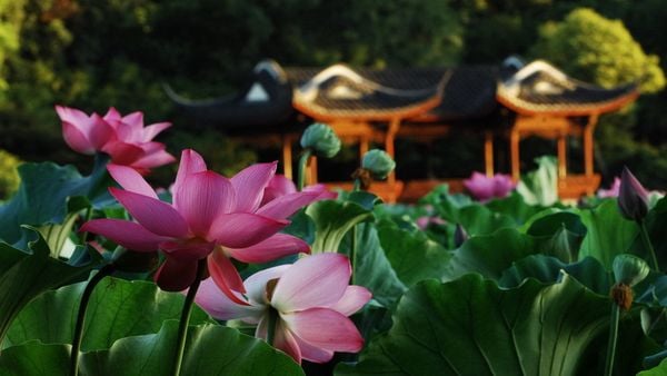 Hoa sen là biểu tượng thanh tịnh trong Phật Giáo