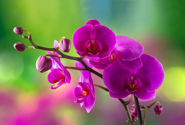 Cận cảnh vẻ đẹp kiêu sa, quý phái của ‘nữ hoàng’ hoa lan