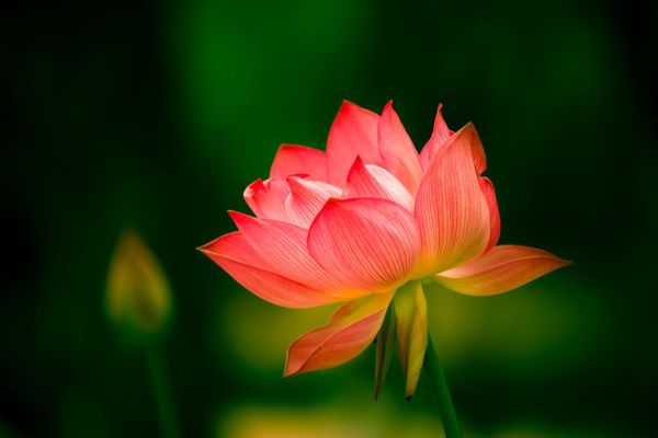 Hoa sen đỏ tượng trưng cho may mắn, thịnh vượng, mang đến lời chúc phúc cho gia đình