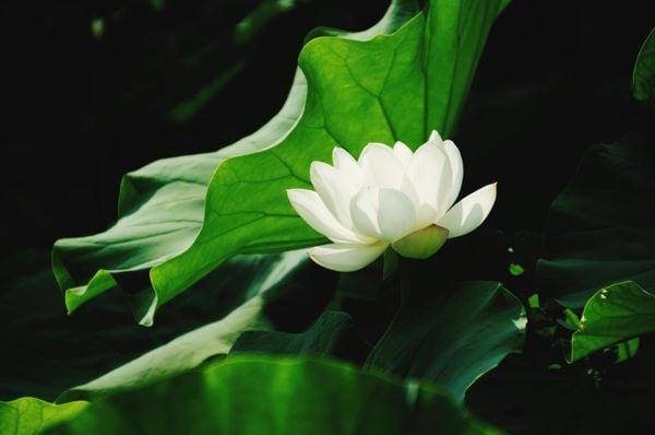 Hoa sen trắng mang vẻ đẹp thuần khiết và thanh cao, thể hiện sự thanh tịnh và thoát tục