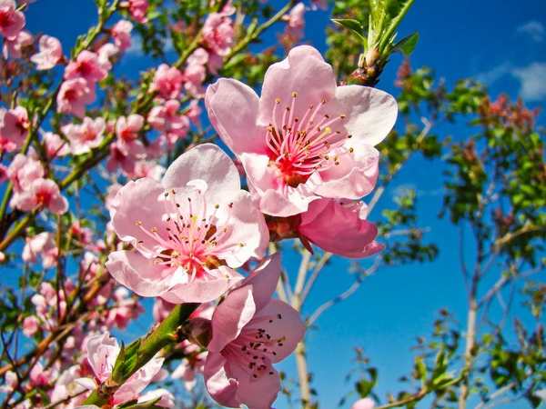Hoa đào - tên khoa học là Prunus persica - lần đầu được phát hiện cách đây khoảng 7.500 năm