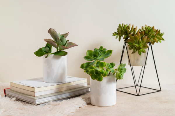 Chậu cây cảnh mini giúp thanh lọc không khí, tạo bầu không khí trong lành cho người nhận