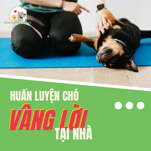 Top 4 bài huấn luyện chó vâng lời cơ bản