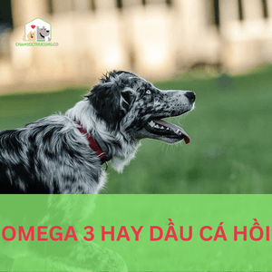 Omega 3 hay dầu cá hồi cho chó mèo: Bạn đã hiểu đúng?