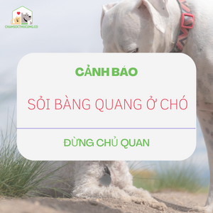 Dấu hiệu nhận biết sỏi thận ở chó và cách điều trị