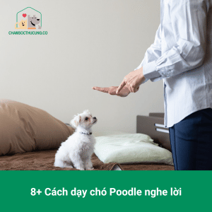 8+ Cách dạy chó Poodle nghe lời cực đơn giản và hiệu quả