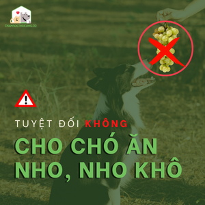 Chó Ăn Nho - Một Chút Cũng Có Thể Gây Hại Cho Chó Nhà Bạn