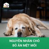 Chó bỏ ăn, mệt mỏi: Nguyên nhân và cách điều trị hiệu quả