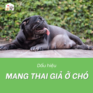 Các dấu hiệu dễ nhận biết mang thai giả ở chó