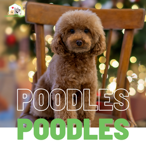 Tìm hiều về chó đồ chơi Poodles