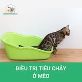 Điều trị tiêu chảy ở mèo ngay tại nhà
