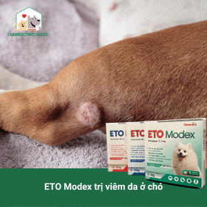 Cách điều trị viêm da bằng viên nhai ETO Modex cho chó