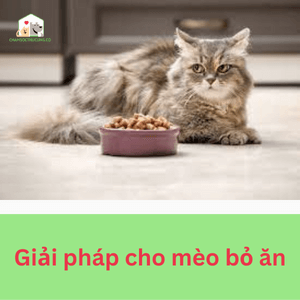 Giải pháp cho mèo bỏ ăn: những loại thực phẩm cần thiết
