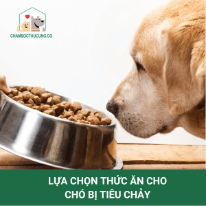 Lựa chọn thức ăn phù hợp cho chó bị tiêu chảy