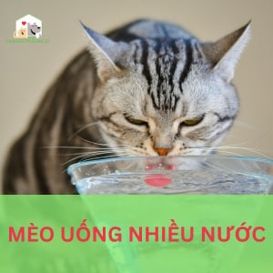 Mèo uống nước nhiều - Liệu đó có phải là dấu hiệu tốt?