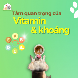 Vai trò của Vitamin và Khoáng chất đối với cơ thể chó mèo