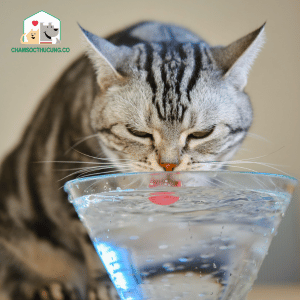 Nguyên nhân mèo bỏ ăn chỉ uống nước