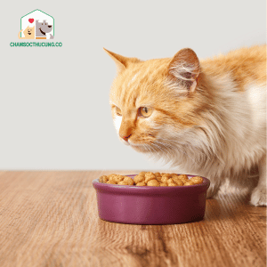 Cần làm gì khi mèo uống nhiều nước bỏ ăn