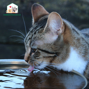 Mèo có đang uống quá nhiều nước không