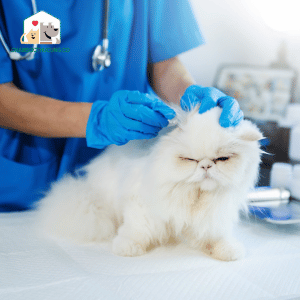 Đưa mèo đến thú y khi bị viêm da