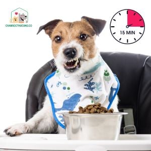 Cách trị chó biếng ăn tại nhà