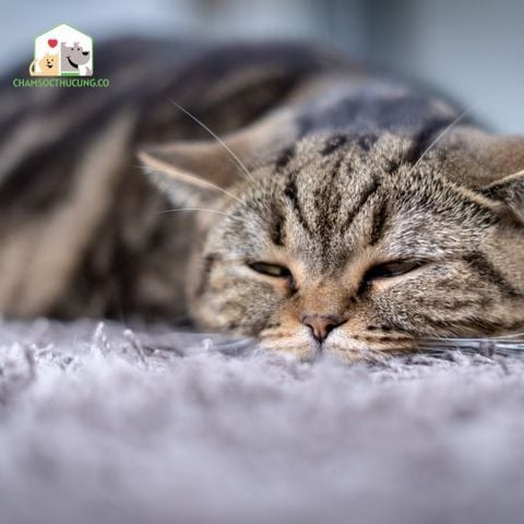 Mèo mắc bệnh FIP có thể bị giảm cân, mất sự ham muốn ăn và mệt mỏi.