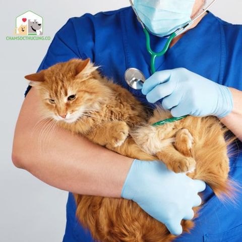 FIP được gây ra bởi vi rút Corona mèo (FCoV), bệnh FIP là một trong những căn bệnh gây tử vong phổ biến nhất ở mèo