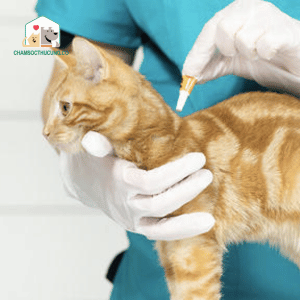 Thuốc nhỏ gáy cho mèo là gì