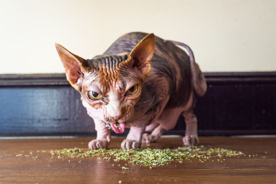 Mèo ăn cỏ mèo bị phê