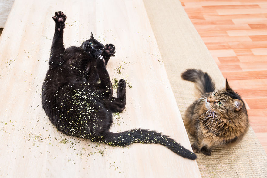 Mèo ăn catnip cỏ mèo bị phê