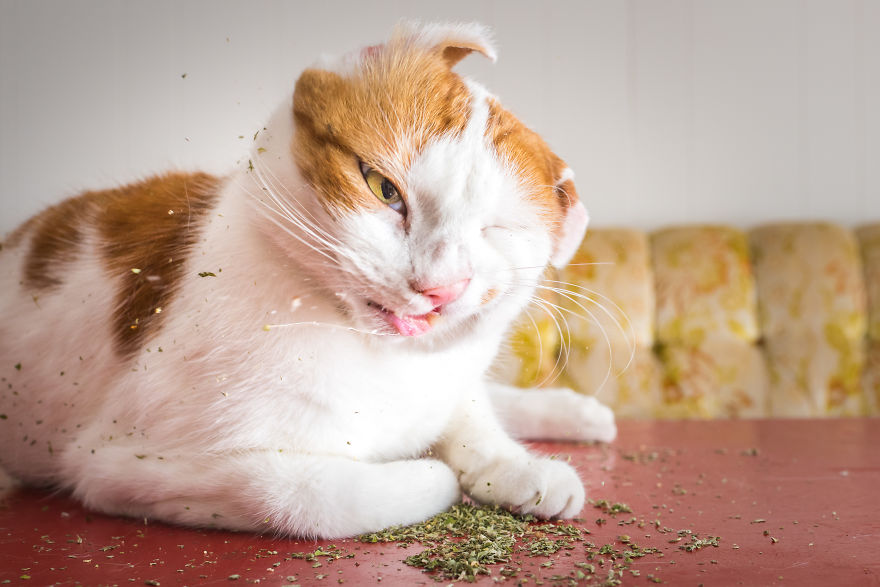 Mèo ăn cỏ mèo bị phê