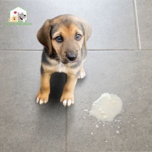 Cách phòng tránh chó bị tiêu chảy