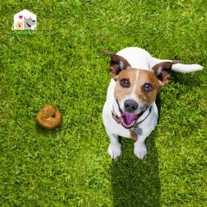 Xác định mức độ nghiêm trọng của tiêu chảy ở chó có thể được thực hiện thông qua quan sát phân của chó