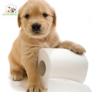 Khi chó con bị tiêu chảy, cơ thể chúng mất nước nhanh chóng hơn các chó khác, gây ra tình trạng mất nước và suy giảm sức khỏe