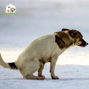 Tiêu chảy ở chó là tình trạng chó đi phân lỏng hoặc phân sệt thường xuyên hơn bình thường, thường khoảng hơn 3 lần mỗi ngày