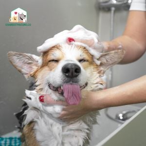 Sử dụng sữa tắm chứa các thành phần như Chlorhexidine hoặc Miconazole để tắm chó