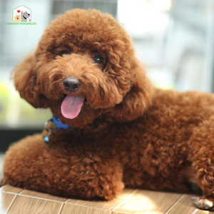 Chó Poodles có nguồn gốc từ Đức, là giống chó 