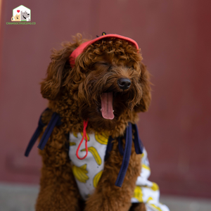 Chó Poodles là giống chó đòi hỏi sự chăm sóc đặc biệt. Đặc biệt là phải thường xuyên chải lông cho chúng để duy trì sự bồng bềnh, đẹp màu.