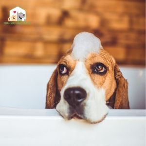 Việc tắm và sấy khô chó cũng là một cách để giảm rụng lông hiệu quả.