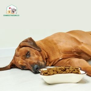 Chó biếng ăn có thể xuất hiện do nhiều nguyên nhân khác nhau, bao gồm tâm lý, bệnh lý, môi trường sống thay đổi, hoặc do chủ nuông chiều quá mức
