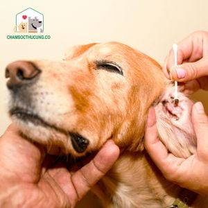 Vệ sinh tai cho chó tại nhà có an toàn không?