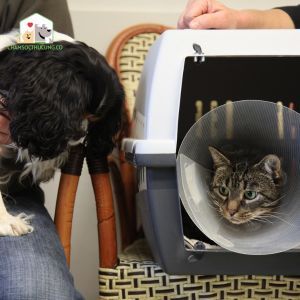 ung thư ở chó mèo