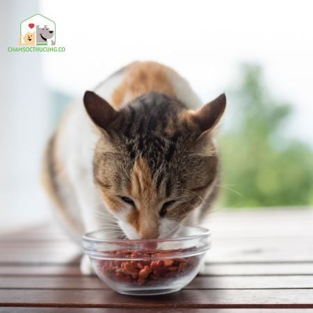 Chọn thức ăn có hàm lượng natri và phospho thấp hoặc theo hướng dẫn của bác sĩ thú y để giảm tải lên thận của mèo.
