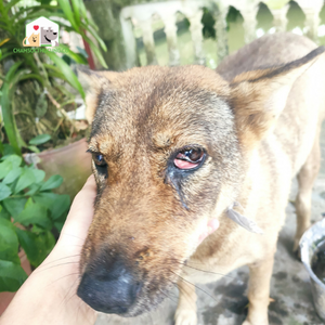 Chó bị viêm mắt đỏ