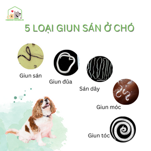 5 loại giun sán thường gặp ở chó