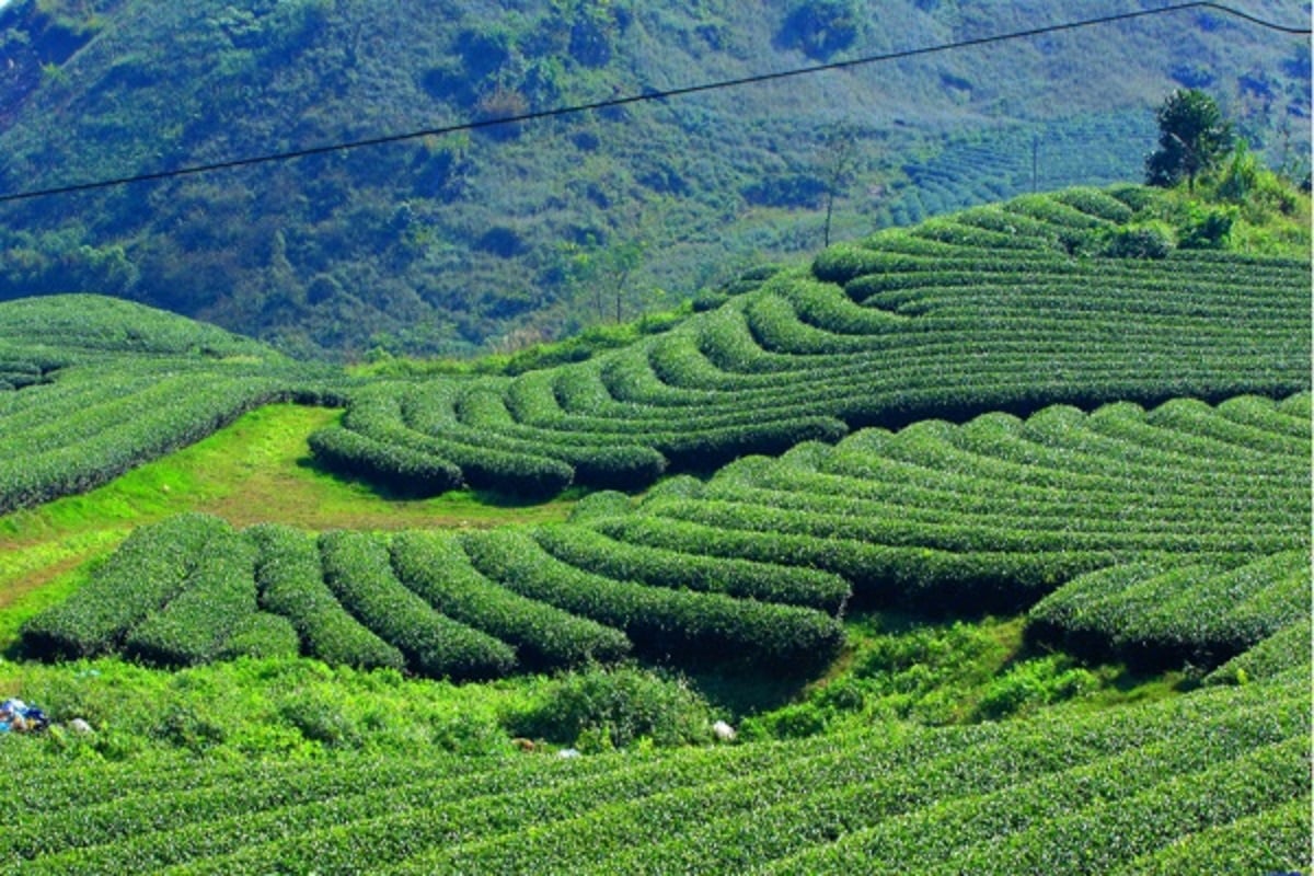 Nguyên liệu trà sữa Organic - Món quà nông sản Việt.