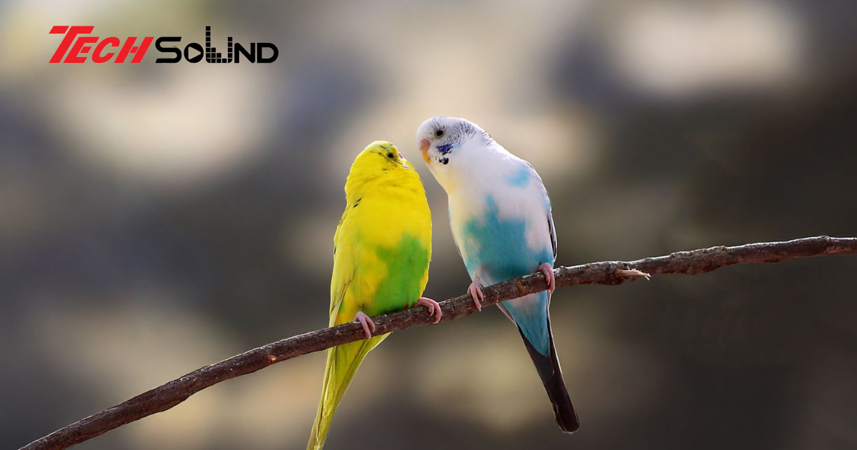 Ngôn ngữ của loài chim: Bản nhạc tự nhiên chưa bao giờ ngừng vang