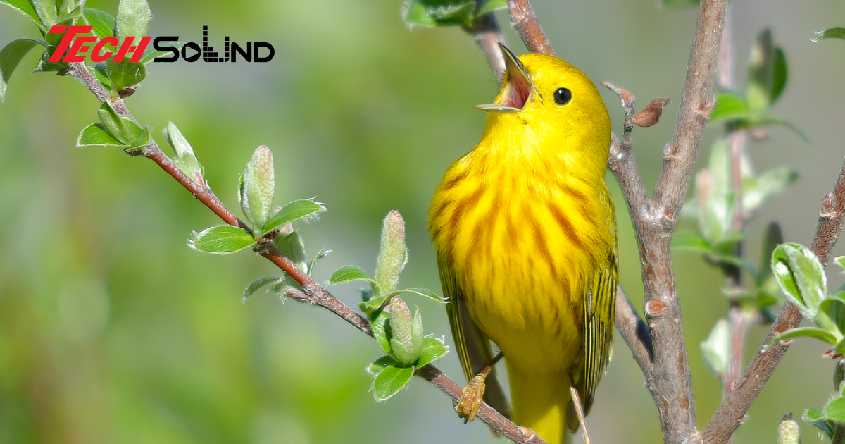 Ngôn ngữ của loài chim: Bản nhạc tự nhiên chưa bao giờ ngừng vang