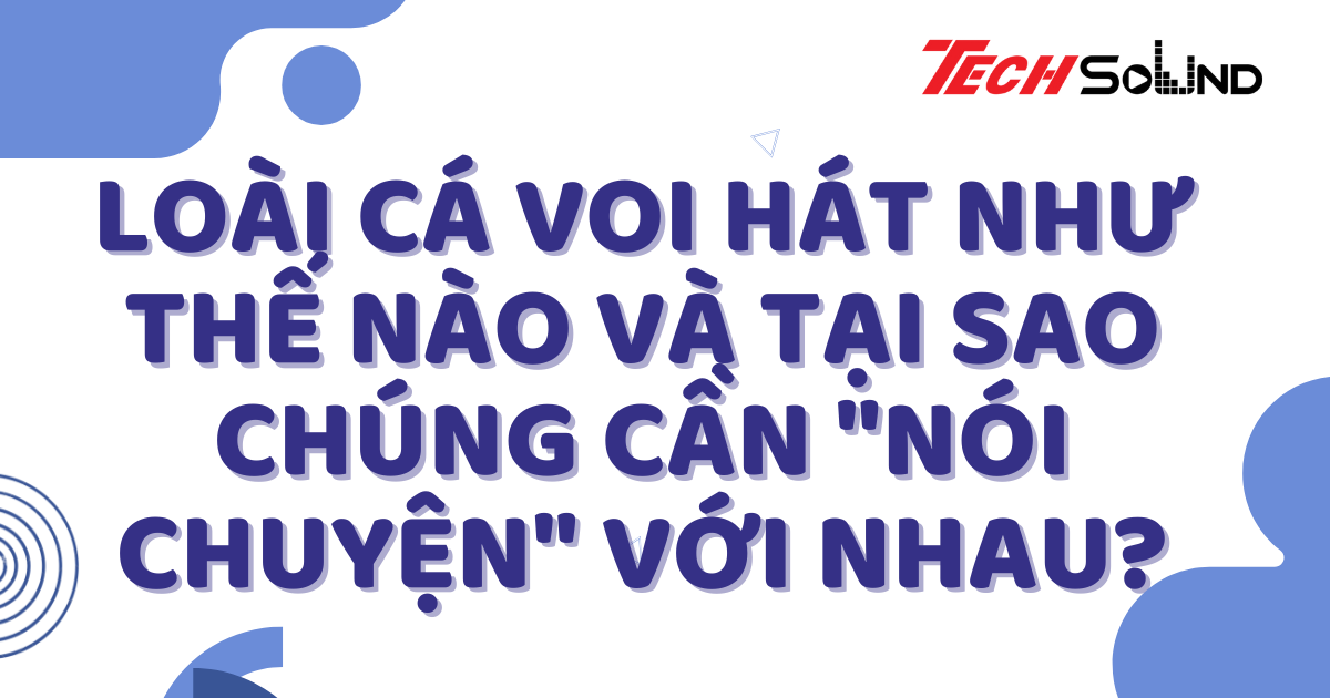 Loài Cá Voi Hát Như Thế Nào Và Tại Sao Chúng Cần 